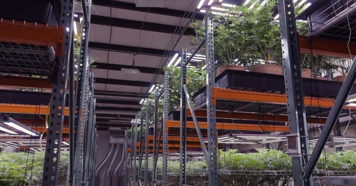 Commercial Cannabis Growers Increase Cannabinoids 10% with Best Cannabis Grow Light - Vimarsana News