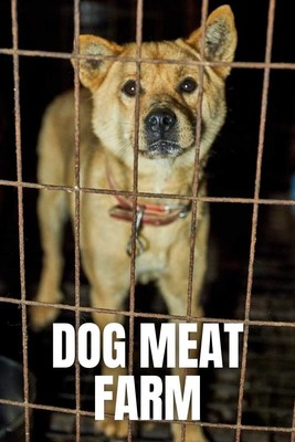 Dog at S. Korea Dog Meat Farm (CNW Group/Last Chance For Animals)