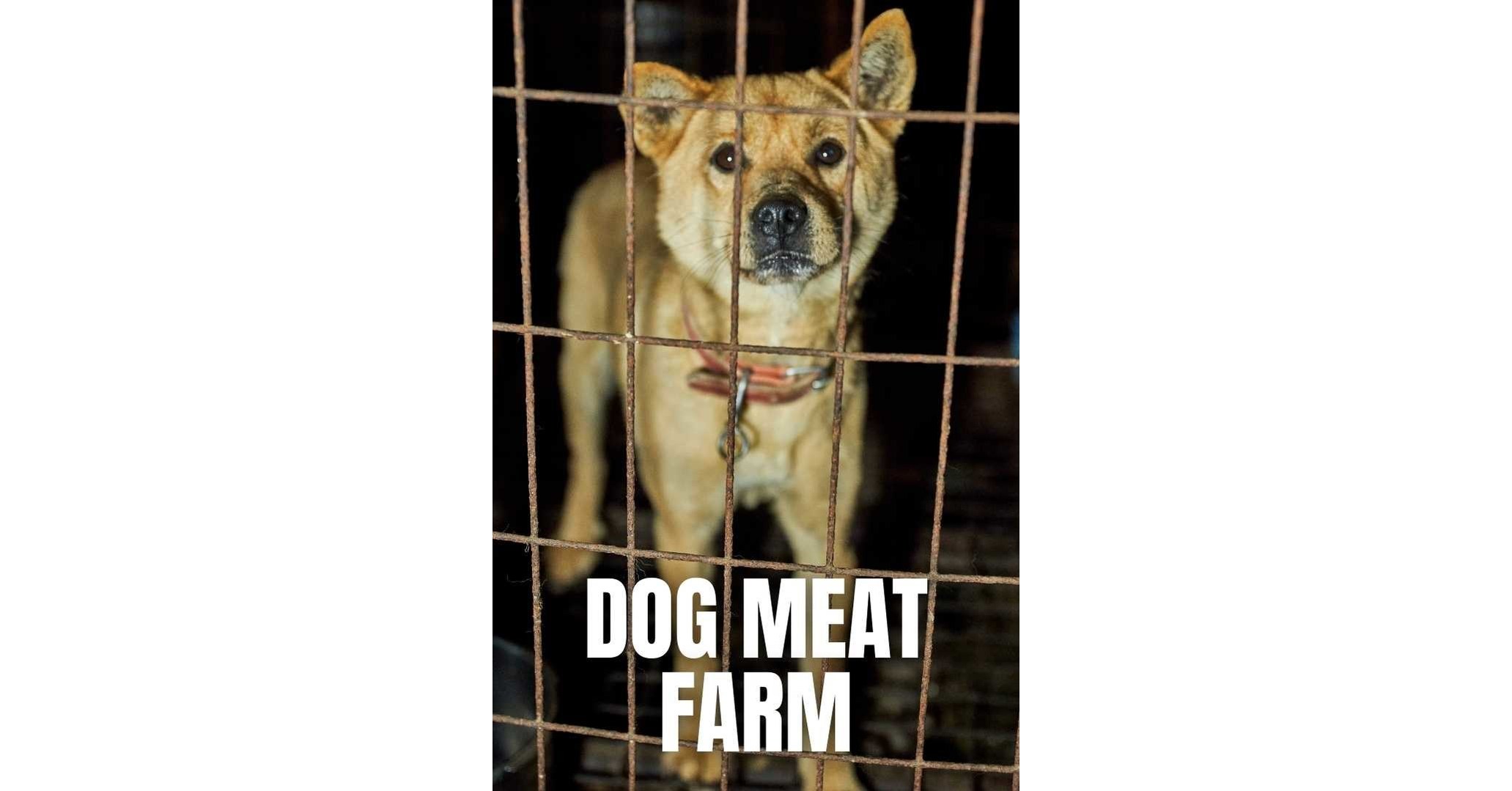 Last Chance for Animals, Animal Liberation Wave Undercover Investigation Unveils More Atrocities in South Korean Dog Meat Trade