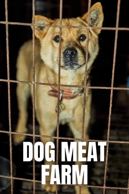 Last Chance for Animals, Animal Liberation Wave Undercover Investigation Unveils More Atrocities in South Korean Dog Meat Trade - Vimarsana News