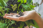 PLT Will Supply Traceable, Standardized Organic Elderberry...