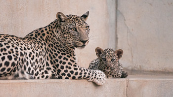 Birth marks a significant milestone in saving the critically endangered species (PRNewsfoto/Royal Commission for AlUla (RCU))