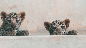 Royal Commission for AlUla welcomes Arabian Leopard Cubs (PRNewsfoto/Royal Commission for AlUla (RCU))