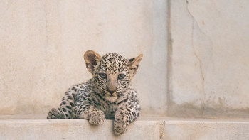 The cubs were born in a captive-breeding programme at the Arabian Leopard Breeding Center in Taif, Saudi Arabia (PRNewsfoto/Royal Commission for AlUla (RCU))