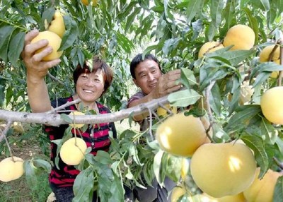 Photo shows that two farmers harvest Mengyin peaches in Mengyin County, Shandong province.