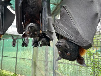 Malayan Flying Fox group at Lubee Bat Conservancy