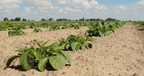 Protect potato crops from pests and disease for stands that deliver