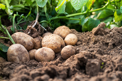 Getting potato crops off to a strong, healthy start can lead to better tuber distribution and greater uniformity at harvest, both of which are important for marketability and profit potential.