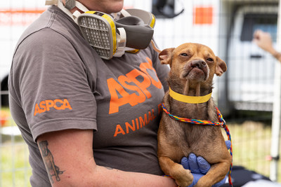 ASPCA Assists Union County Sheriff’s Office in Rescuing More than 50 Animals from Florida Neglect Case