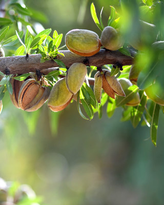 Preventive action against Phytophthora bolsters long-term orchard health, which can help trees stand the test of time and increase their potential to produce higher, more marketable yields.