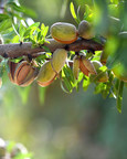 Stay Ahead of Soilborne Diseases in High-Yielding Tree Nut...