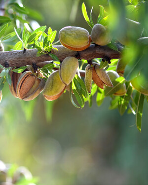 Stay Ahead of Soilborne Diseases in High-Yielding Tree Nut Orchards