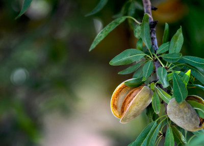 Overall tree health, stemming from healthy roots, is critical in permanent crops since Phytophthora, if left unchecked and untreated, can carry over into following seasons.