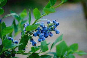 Genomic Gumshoes Aim to Solve Blueberry Mystery