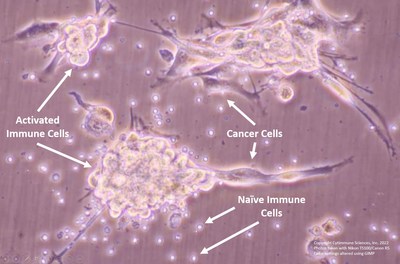 After treatment with Cytimmune's dual cytokine immunotherapy, CYT-IFNg-TNFa (a gold nanoparticle carrying interferon gamma and tumor necrosis factor alpha), cancer cells that normally would evade immune detection are recognized and attacked by immune cells. These "naïve" immune cells had not previously been exposed to the cancer cells. This suggest that CYT-IFNg-TNFa may activate a potent anti-cancer immune response.