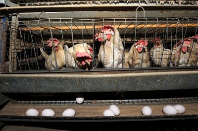 Egg-laying hens raised in a typical factory farm environment.