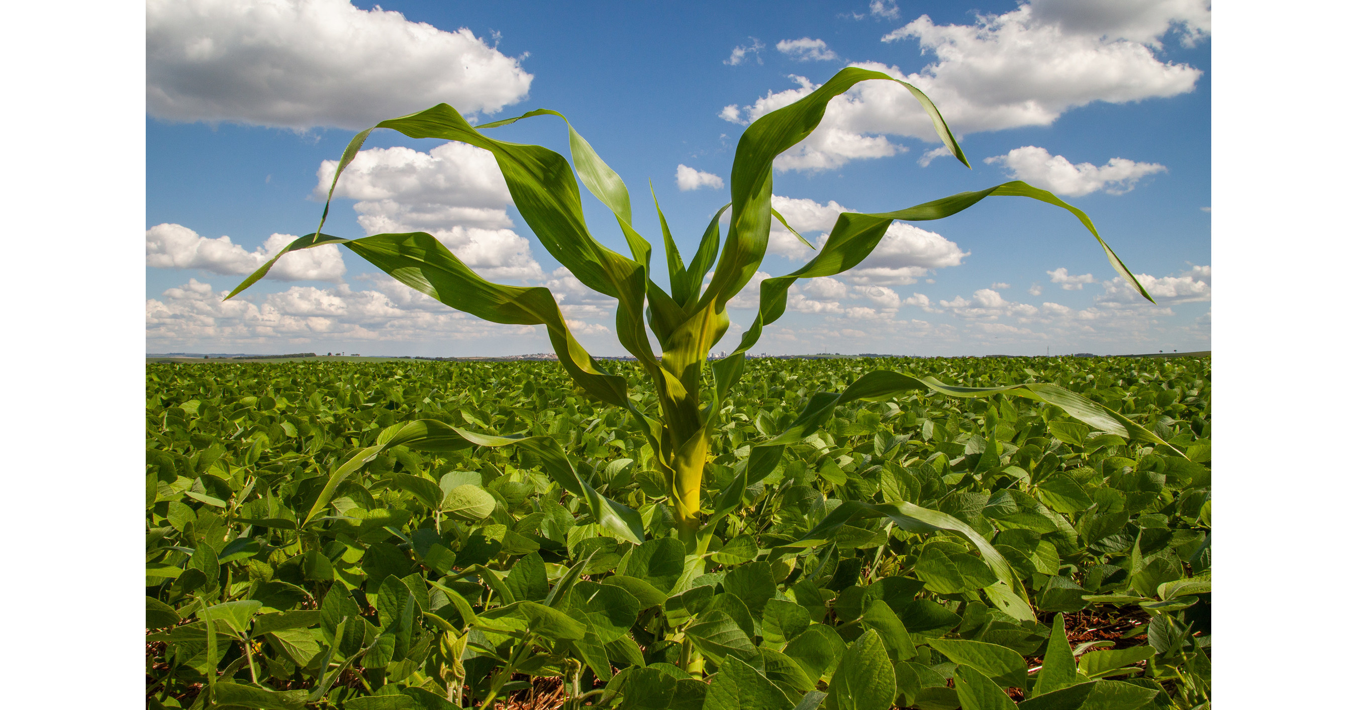 Erradica&ccedil;&atilde;o do milho tiguera &eacute; essencial para o combate do complexo de enfezamento
