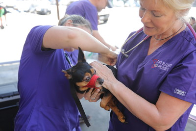 The ElleVet Project is a national nonprofit dedicated to providing free veterinary care to pets of the homeless and street pets throughout the United States .