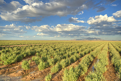 Bridgestone's 281-acre guayule farm in Eloy, Arizona.