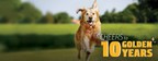 Morris Animal Foundation Golden Retriever Lifetime Study Celebrates 10 Years