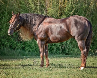 Bosque Ranch Announces MVP Sponsorship