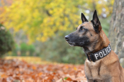September is National Service Dog Month. What better way to celebrate than by honoring those heroic canines who put themselves in danger performing police searches?