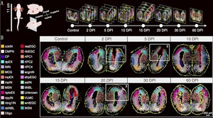 BGI-led Research Builds the World's First Spatiotemporal Map of Brain Regeneration