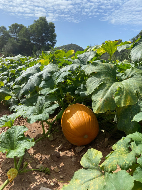 The park will be decorated with over 12,000 pumpkins