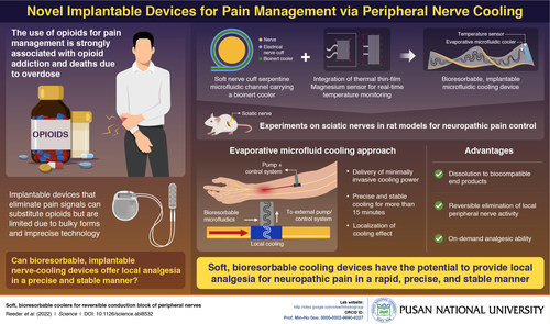 A soft, bioresorbable, implantable device developed by researchers from Pusan National University provides a focused, reversible, and precise cooling effect to block pain signals from peripheral nerves