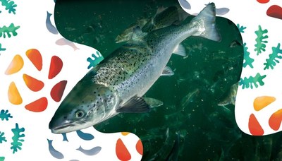 Une nouvelle exposition plonge dans l'histoire, les innovations et les défis de l'aquaculture