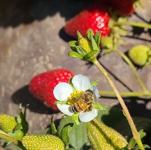 BEEFLOW &amp; CAL POLY STRAWBERRY CENTER PARTNER FOR A STUDY ON STRAWBERRY POLLINATION THAT AIMS TO REDUCE FOOD WASTE BY UP TO ONE-THIRD