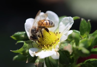 A strawberry flower being pollinated by a California honeybee. The new study launching this September from The Cal Poly Strawberry Center and Beeflow aims to prove managed pollination could substantially decrease food waste, improve shelf life and reduce pesticide use. Organic strawberry growers in Oxnard, Santa Maria and Watsonville will participate in the year-long research. Photo credit: Sarah Zukoff PhD.