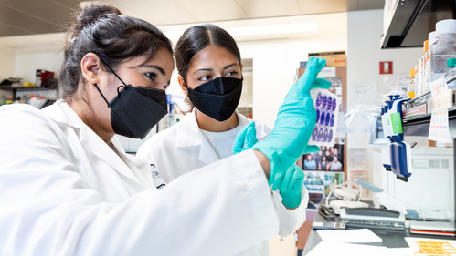 Sonali Chaturvedi (left) and her colleagues in Leor Weinberger’s lab at Gladstone Institutes show that a new single-dose intranasal treatment for SARS-CoV-2 infection decreases viral shedding and limits transmission of the virus. Seen here with Daniela Lopez (right). Photo: Michael Short/Gladstone Institutes