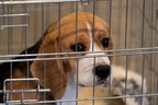 The National Police Association Files FOIA Suit Against NIH for Hiding Records Related to Dr. Anthony Fauci's Researchers' Violations of Federal Animal Cruelty Law