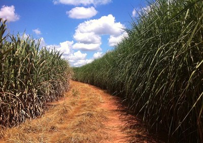Sugar Cane (left): Energy Cane (right)