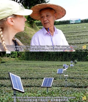 Bama Tea in aktuellem Video: Wie neue Technologie die chinesische Teeindustrie modernisiert