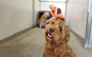 Air Canada devient le premier transporteur aérien à obtenir la recertification de l'IATA pour le transport sécuritaire des animaux vivants