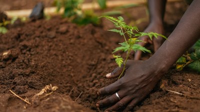 Trees will be planted in honor of blood donations