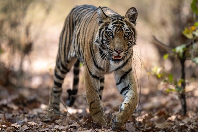 The actual print of the Tiger Photo taken by James Ward of Safari Professionals while on Safari in Central India, 2022. For more wildlife photography, please visit our website.