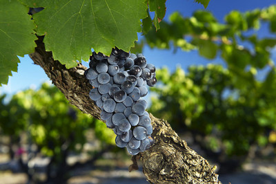 #GrenacheDay September 16, 2022