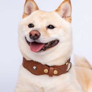 Dogily Tracking Collar: Staying on Top of the Trends and Your Dog