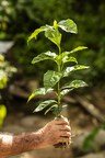NESPRESSO'S INVESTMENT IN COFFEE SEEDLINGS AND REGENERATIVE...