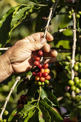 According to TechnoServe, coffee in Puerto Rico is now on course to surpass pre-hurricane quantities in the next five years.