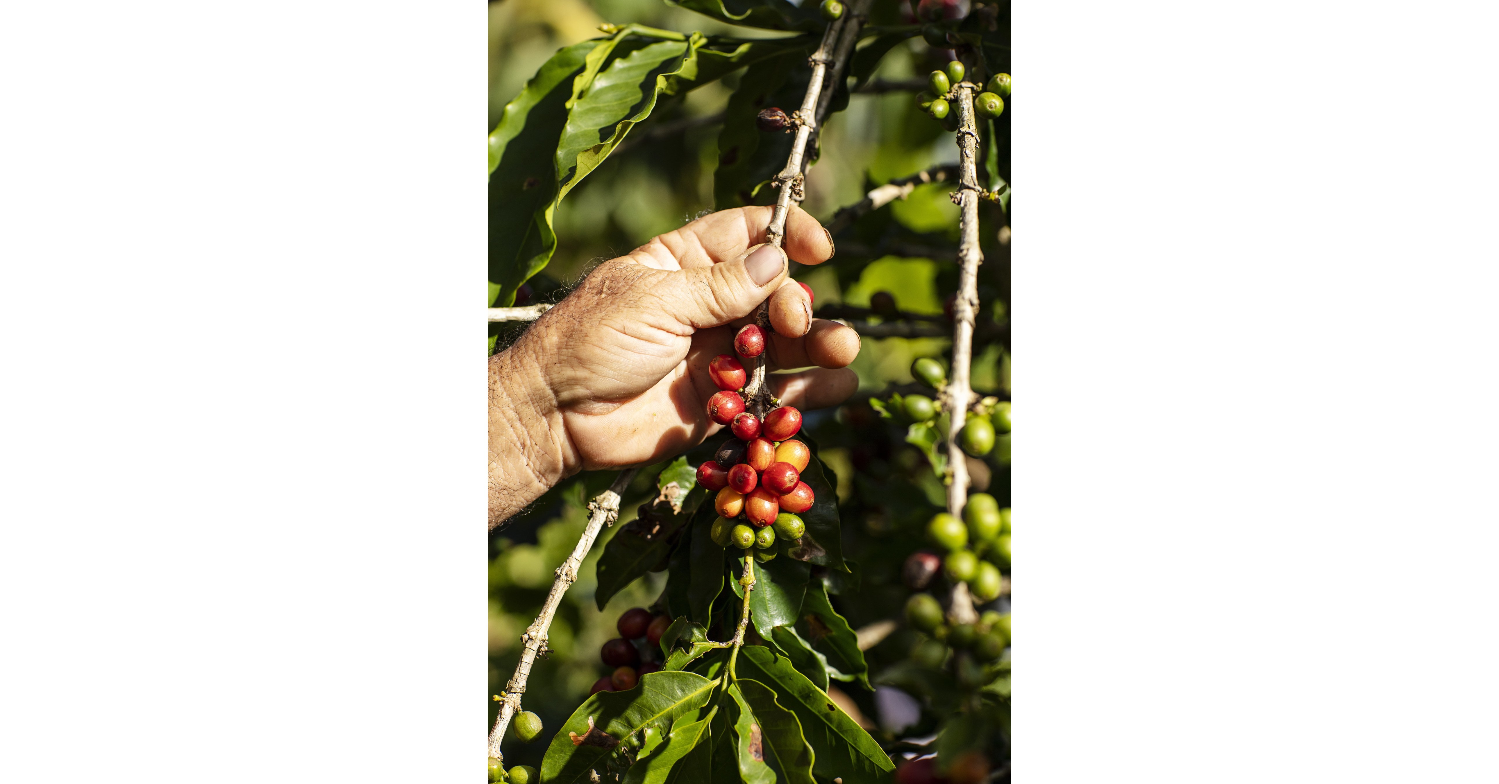nespresso-s-investment-in-coffee-seedlings-and-regenerative-agriculture-helps-puerto-rico-s-coffee-industry-rebound-to-pre-2017-hurricane-levels