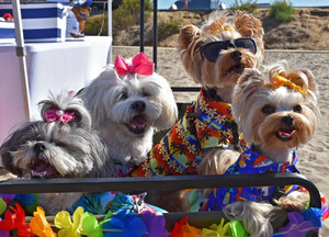 SURF'S PUP FOR THE 17TH ANNUAL SURF DOG SURF-A-THON