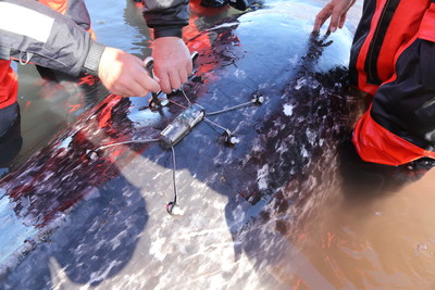 Attaching a satellite-linked transmitter (biotag) to a live-captured narwhal, in Scoresby Sound, East Greenland (Copyright: Greenland Institute of Natural Resources).