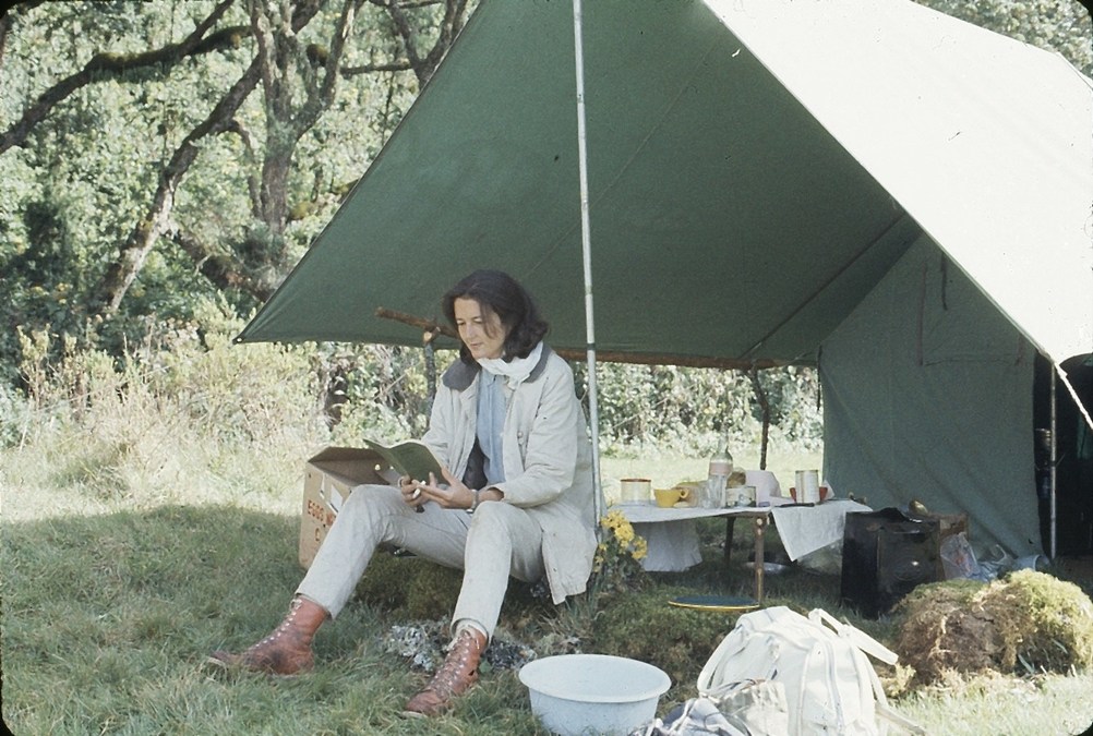 Dian Fossey Gorilla Fund Celebrates 55th Anniversary on World Gorilla Day - Vimarsana News