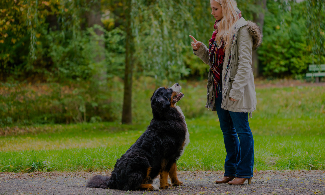 Good Dog Happy Owner Dog Training Announces New Training Programs to Dog Owners Throughout Georgia - Vimarsana News