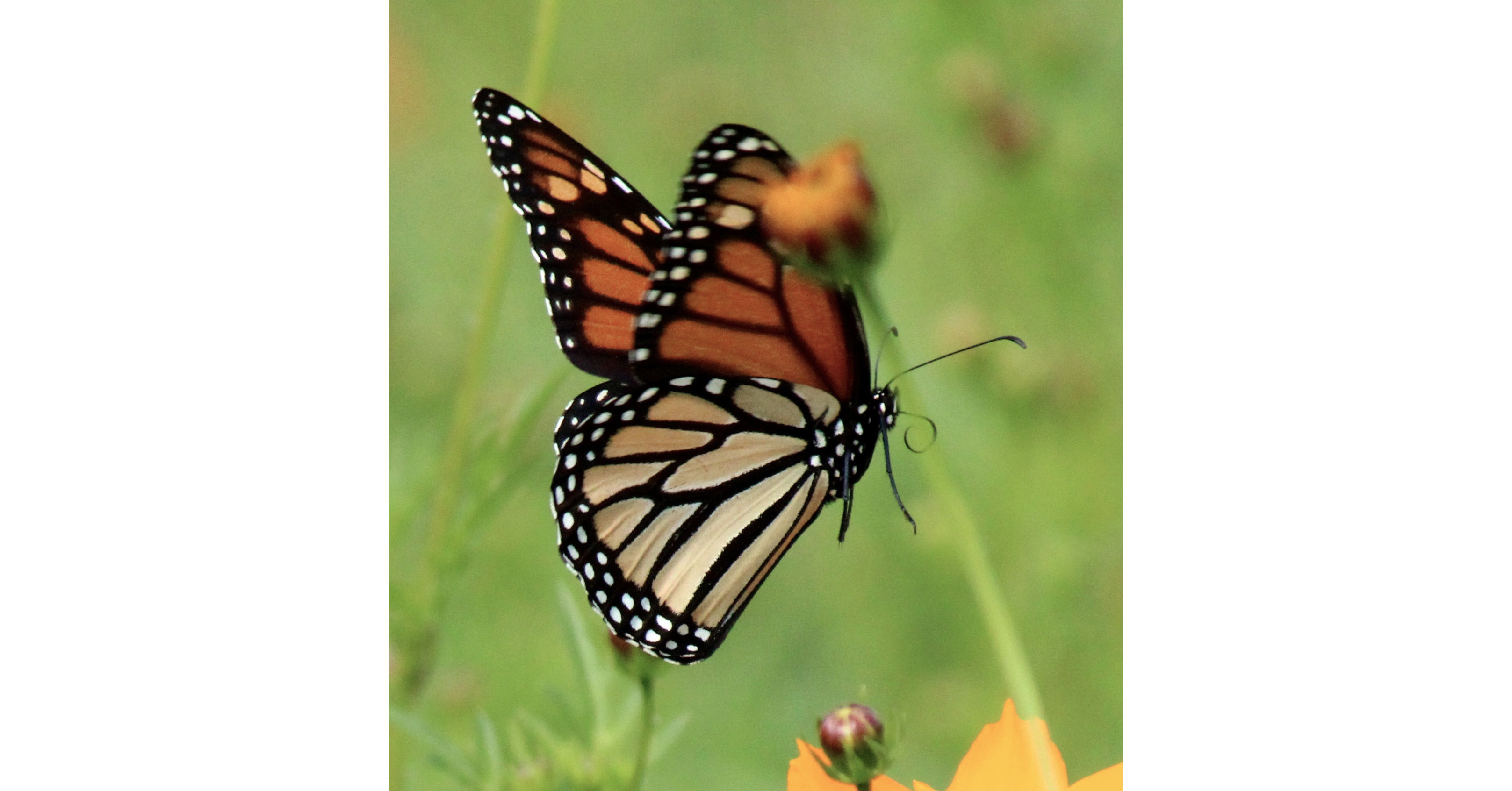 Gibbs Gardens expands Butterfly Garden to help save endangered monarchs