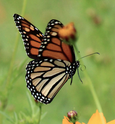 Visitors to Gibbs Gardens took these amazing photos in Fall 2021 when the migratory monarchs stopped at the Butterfly Garden on their trip south to south west Mexico. Photos courtesy of Gibbs Gardens.